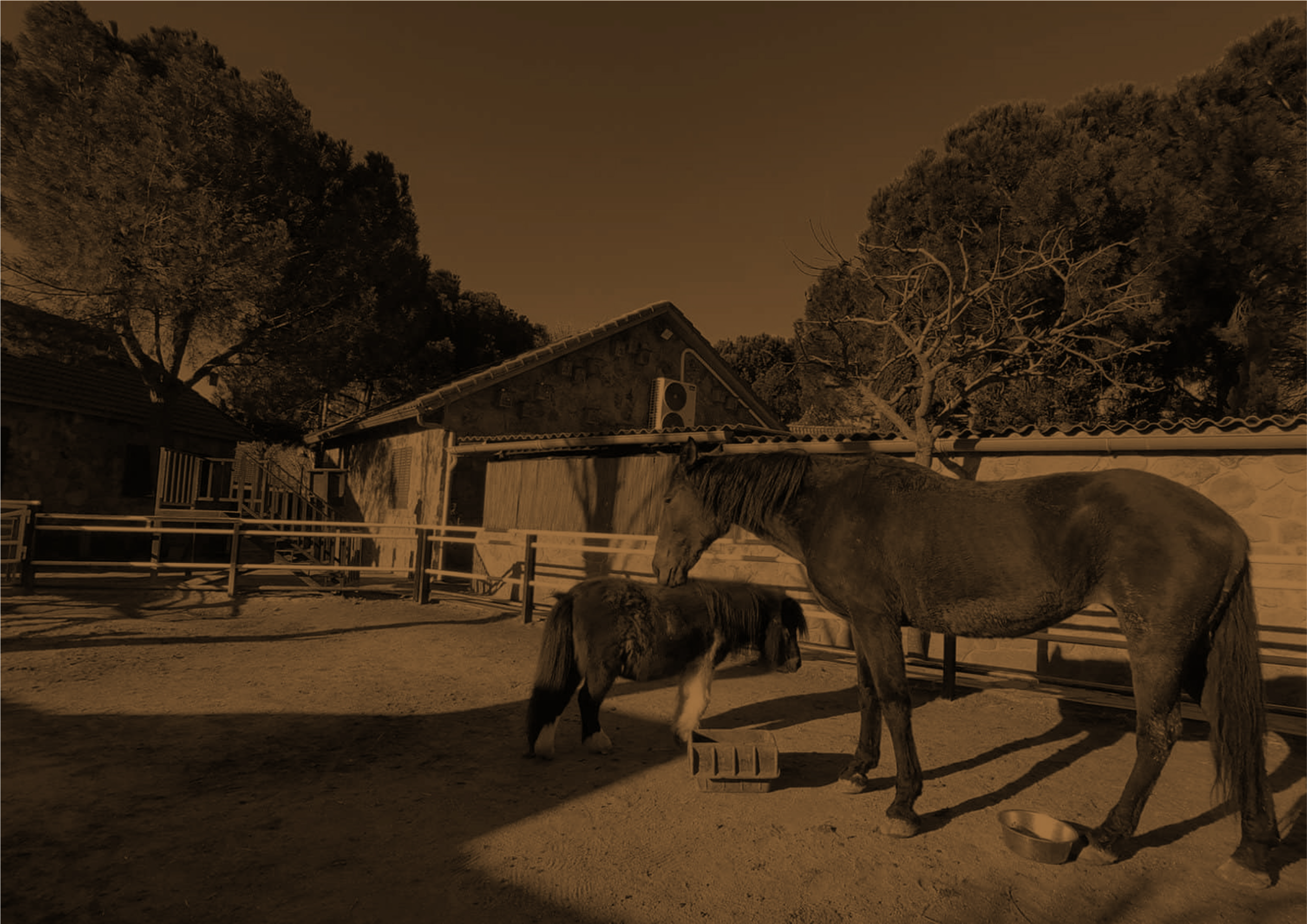 Caballo y poni en un recinto exterior de La Granja de los Cuentos.